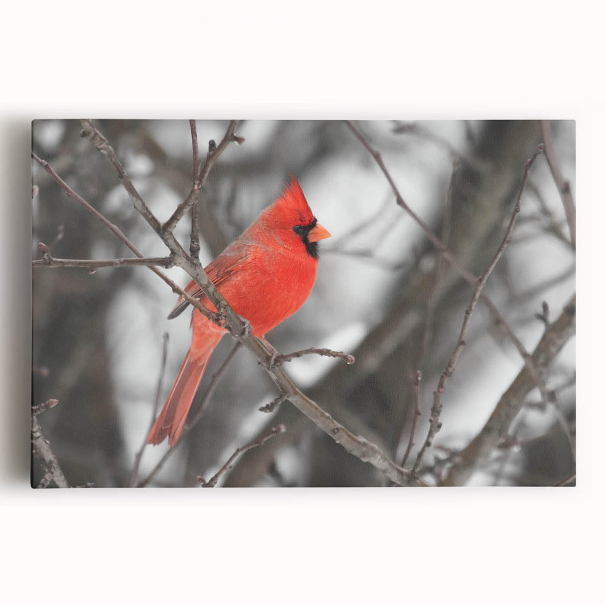 Vibrant canvas wall art showcasing a close-up of a cardinal perched on a branch, featuring rich red hues and detailed textures, perfect for nature enthusiasts.
