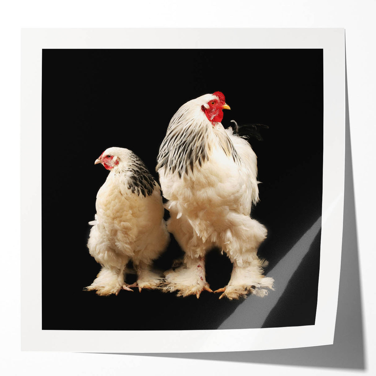 Colorful wall art print showcasing a whimsical chicken design, perfect for adding a playful touch to home decor. Features glossy finish and vibrant hues, ideal for animal lovers and country-themed interiors.