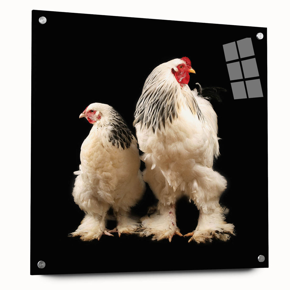 Acrylic wall art featuring a colorful chicken design displayed from a side view, showcasing vibrant colors and intricate details, perfect for animal lovers and home decor enthusiasts.