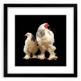 Framed wall art collection featuring a whimsical chicken design, set in a sleek black frame with a white mat, ideal for enhancing home decor or kitchen aesthetics.