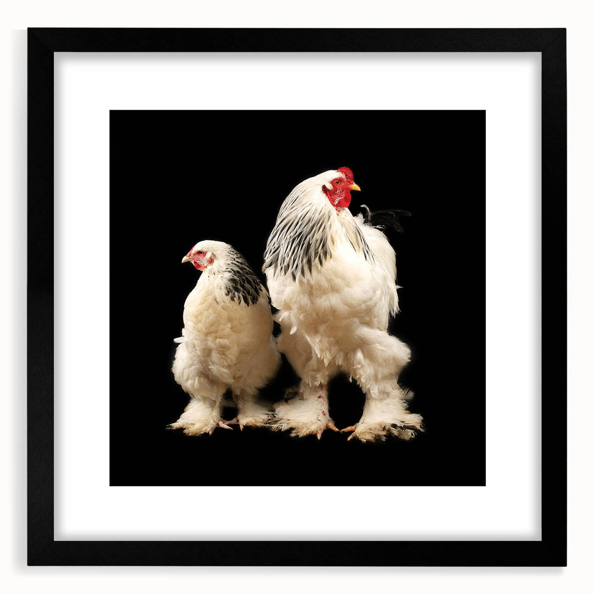 Framed wall art collection featuring a whimsical chicken design, set in a sleek black frame with a white mat, ideal for enhancing home decor or kitchen aesthetics.