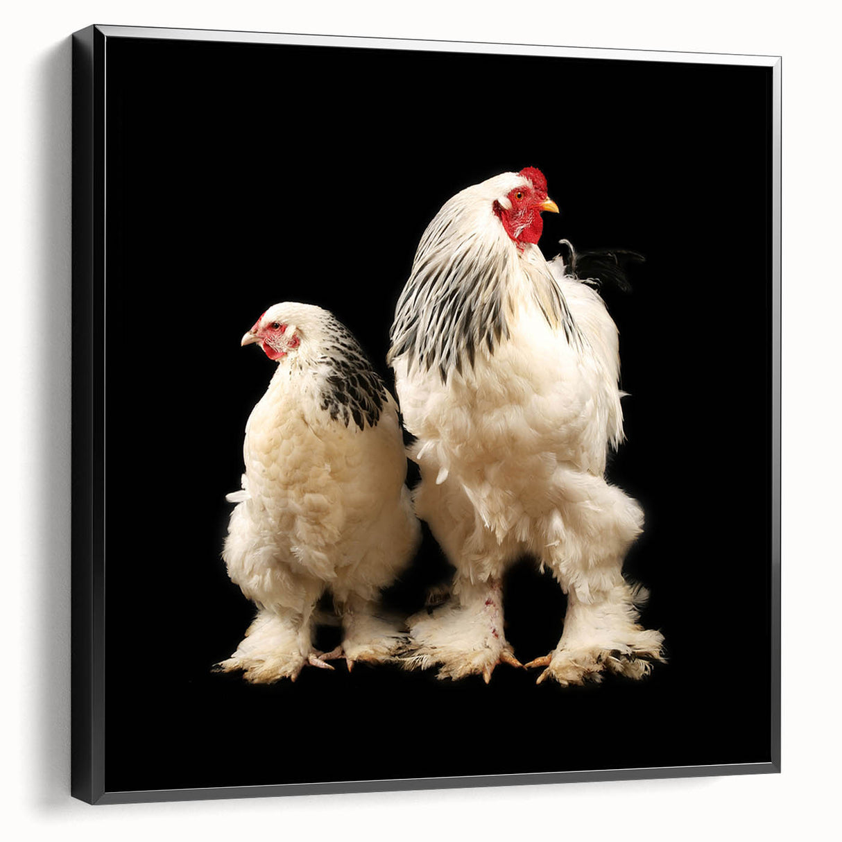 Framed canvas wall art featuring colorful chicken designs, displayed from the side, showcasing vibrant colors and intricate details ideal for home decor.