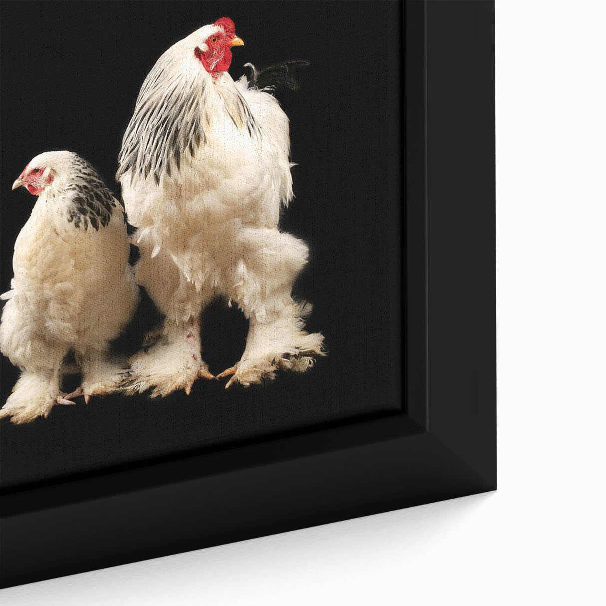 Close-up of a framed canvas wall art featuring a vibrant chicken design, showcasing intricate details and bold colors, ideal for farmhouse or rustic decor. Perfect for enhancing the ambiance of any living space.