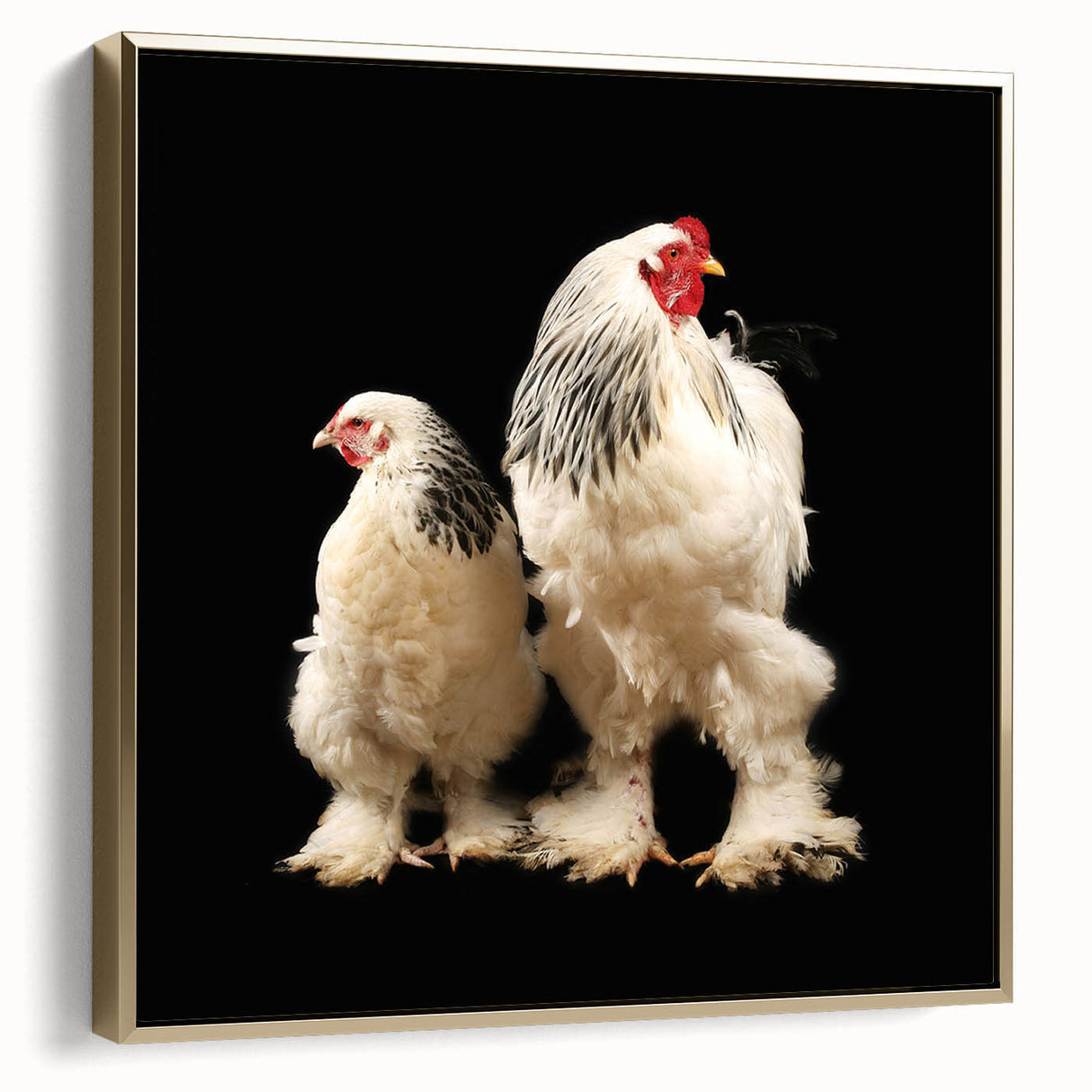 Framed canvas wall art featuring a stylish chicken design with gold accents, showcasing a side view of the artwork, ideal for contemporary home decor.