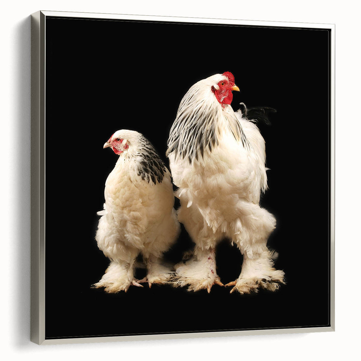 Framed canvas wall art showcasing a silver side view of a colorful bird chicken design, perfect for adding a whimsical touch to home decor.