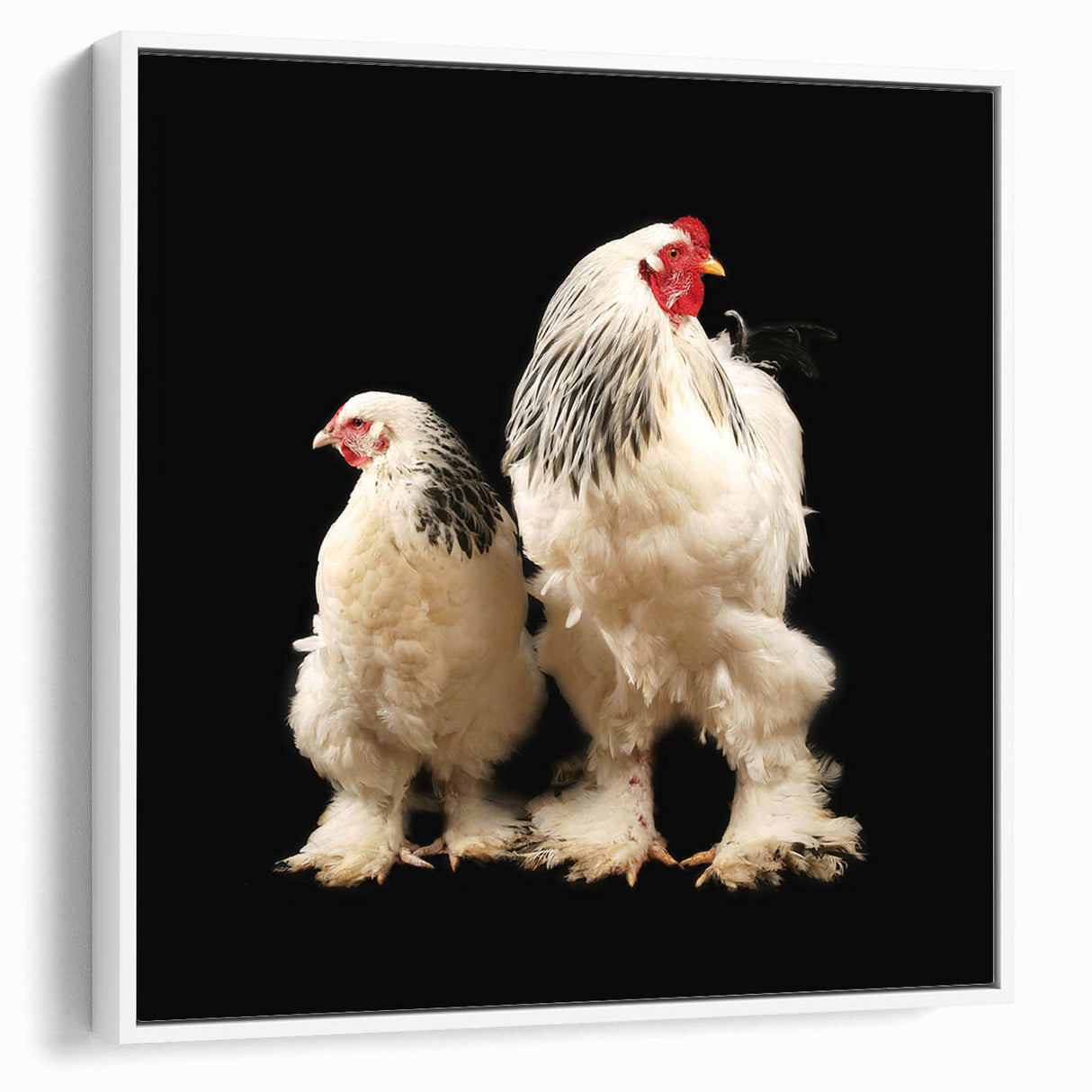 Framed wall art featuring a whimsical chicken design in vibrant colors, set against a white background, showcasing a side view of the canvas. Perfect for adding a playful touch to home decor.