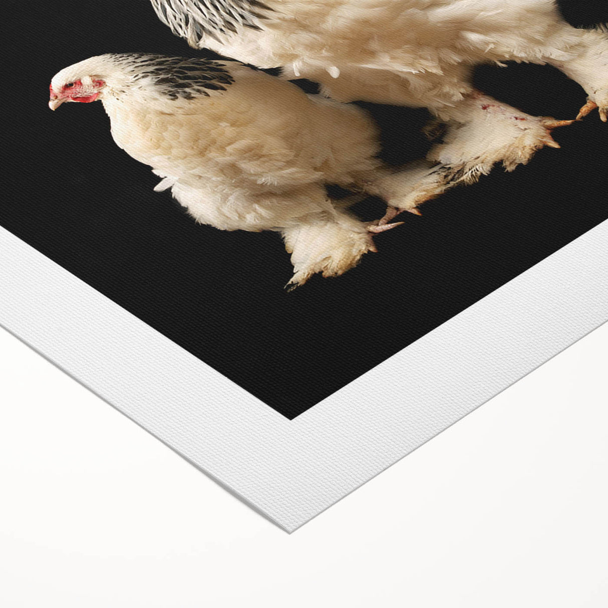 Rolled canvas artwork showcasing a vibrant chicken design, featuring intricate details and bright colors, ideal for enhancing home decor in a kitchen or dining area.