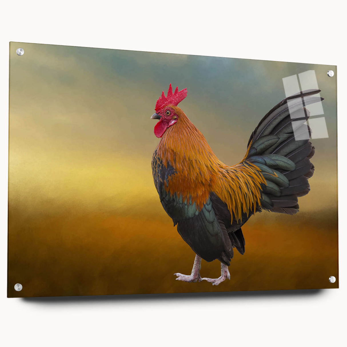 Acrylic wall art collection showcasing a vibrant chicken design, viewed from the side, complete with decorative pins for easy hanging. Ideal for animal-themed decor.