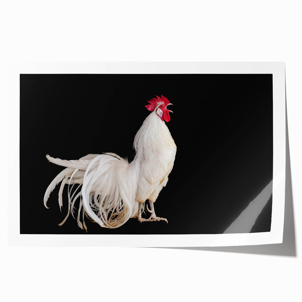 Colorful chicken-themed wall art design featuring whimsical birds in vibrant hues, rolled and ready for display in a durable cardboard tube for easy transport.