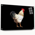 Acrylic glass wall art featuring a vibrant chicken design from the Birds Chicken Design Collection, showcasing intricate details and a side view with pins for easy hanging, perfect for adding a whimsical touch to home decor.