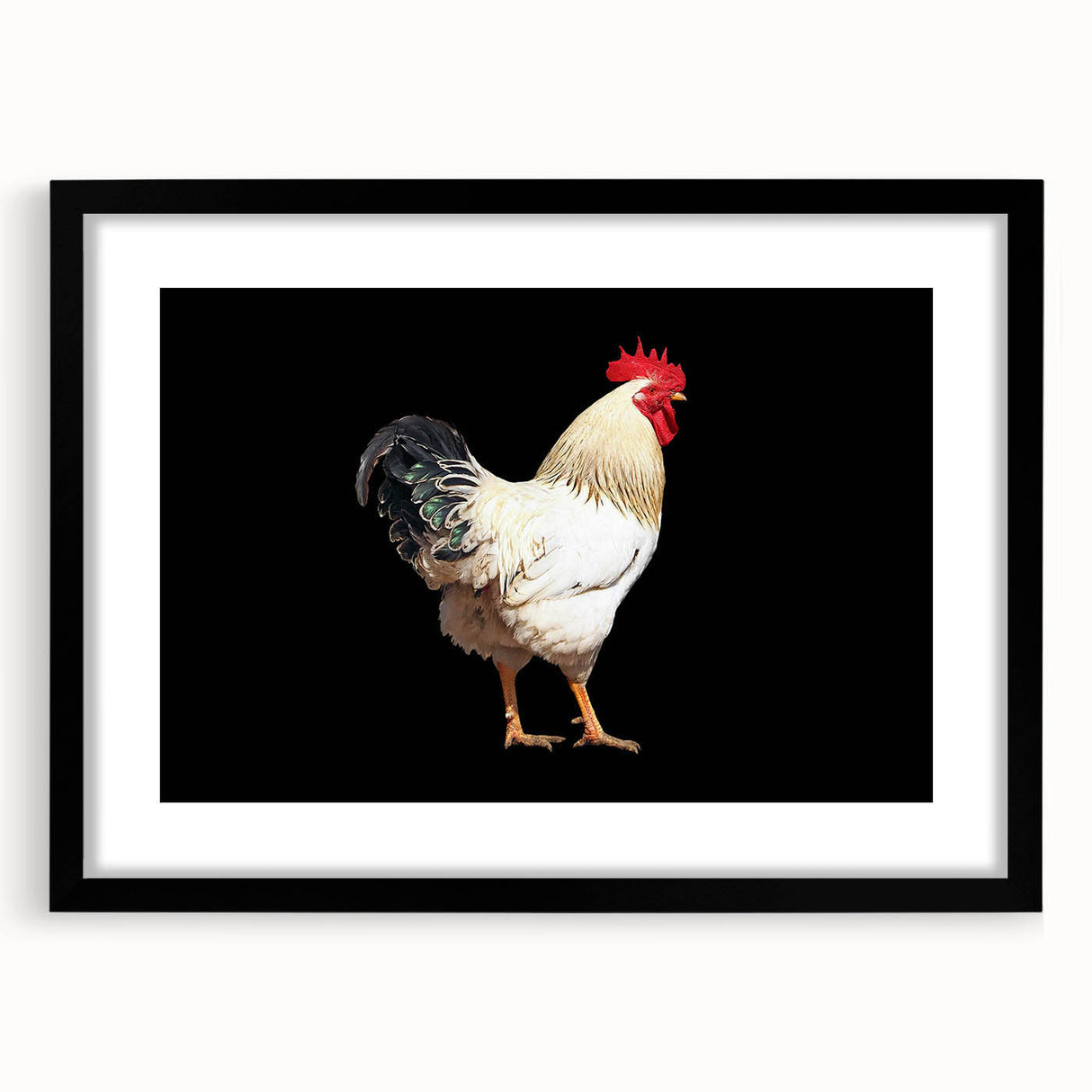 Framed wall art featuring a detailed chicken design with vibrant colors, set in a sleek black frame, perfect for adding a contemporary touch to home decor.
