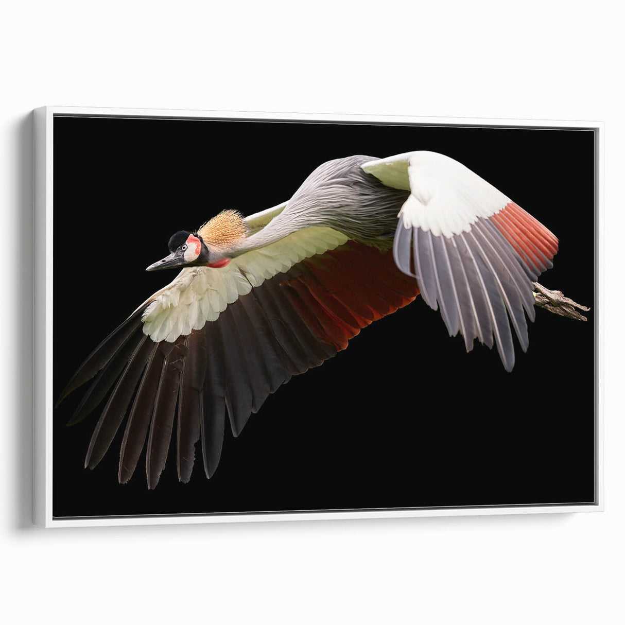 Framed canvas wall art of elegant cranes in a minimalist design, showcasing a white background and sleek black frame, perfect for modern decor.
