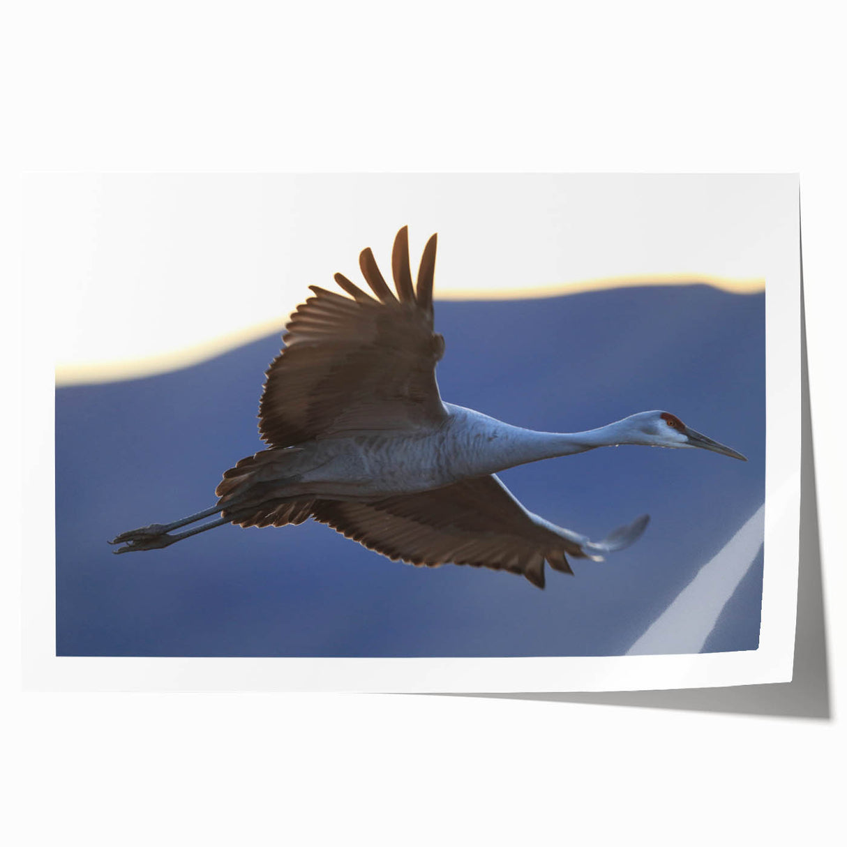 Elegant rolled print of a crane design wall art, showcasing intricate details and vibrant colors, perfect for enhancing any home decor. Packaged for protection in a sturdy tube.
