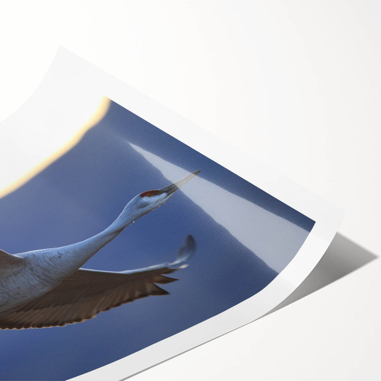 Elegant rolled print showcasing a graceful crane design, ideal for home decor. This vibrant wall art features intricate details and rich colors, perfect for adding a touch of nature-inspired beauty to any space.