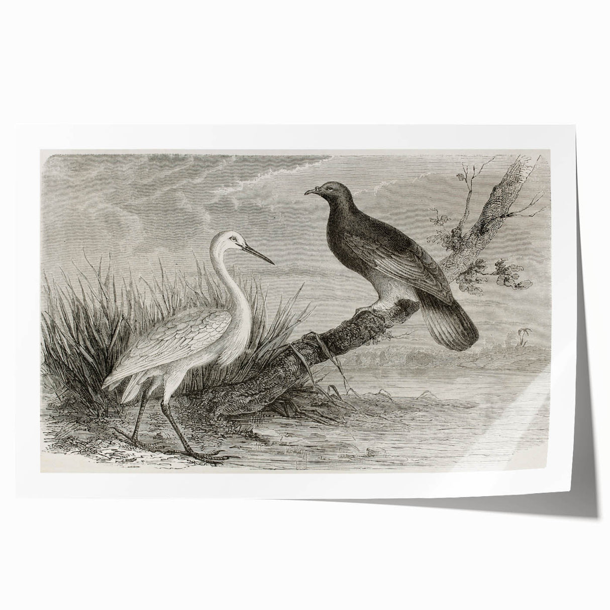 Elegant rolled print of crane wall art featuring intricate designs in soft pastel colors, ideal for home decor. Perfect gift for bird lovers and art enthusiasts.