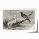 Elegant rolled print of crane wall art featuring intricate designs in soft pastel colors, ideal for home decor. Perfect gift for bird lovers and art enthusiasts.