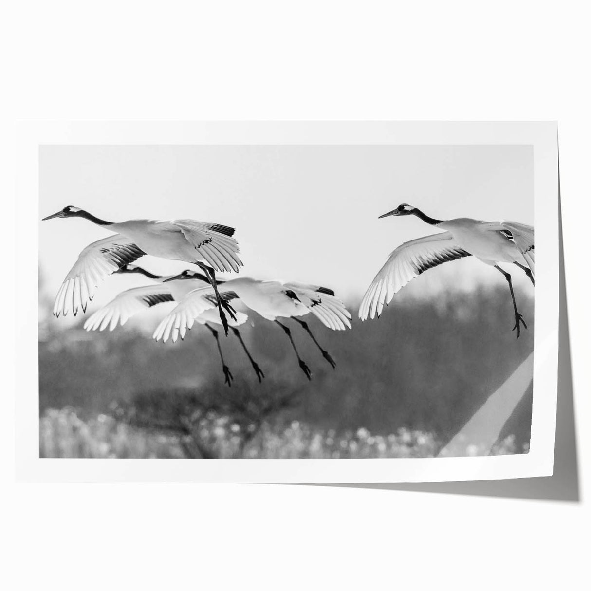 Elegant print of a crane design from the Birds Crane wall art collection, showcasing intricate details and vibrant colors, rolled for easy transport and display.