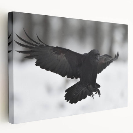 Stretched canvas wall art featuring a detailed design of a crow and raven, showcasing intricate black and gray feathers against a soft white background, ideal for enhancing modern decor.