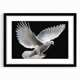 Framed wall art featuring a black dove design, set against a white mat, showcasing a modern aesthetic. Ideal for contemporary home decor and bird enthusiasts.