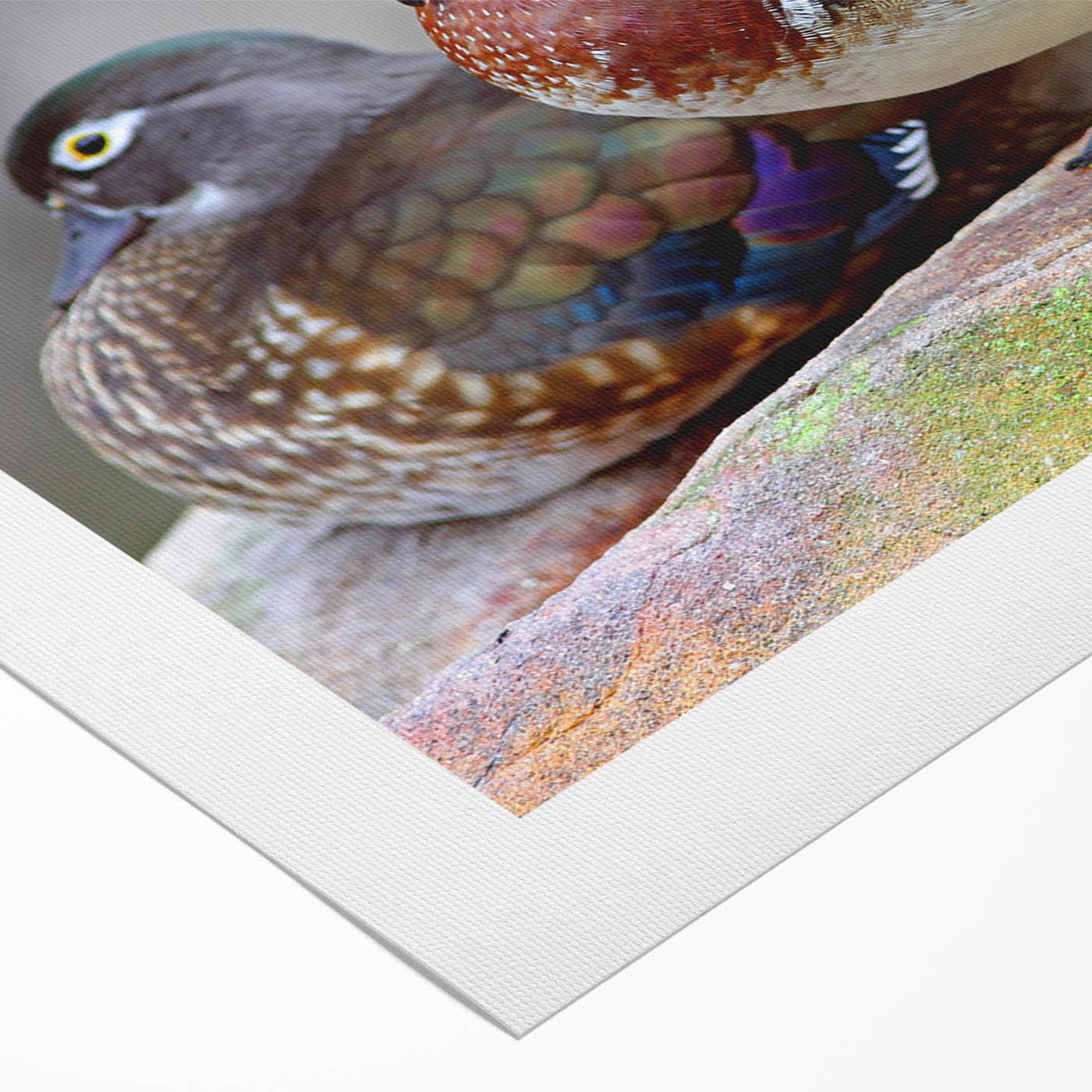 Colorful rolled canvas wall art depicting a whimsical duck design with vibrant hues, ideal for home decor. Packaged securely in a cardboard tube for safe delivery.