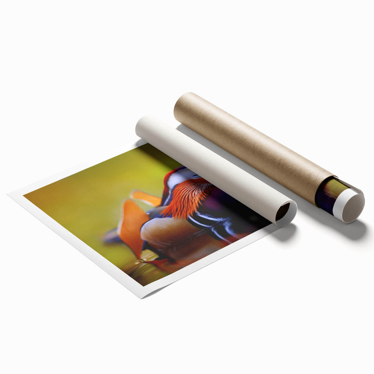 Colorful bird-themed wall art print showcasing a vibrant duck design, rolled and ready for framing, perfect for enhancing home decor with nature-inspired aesthetics.