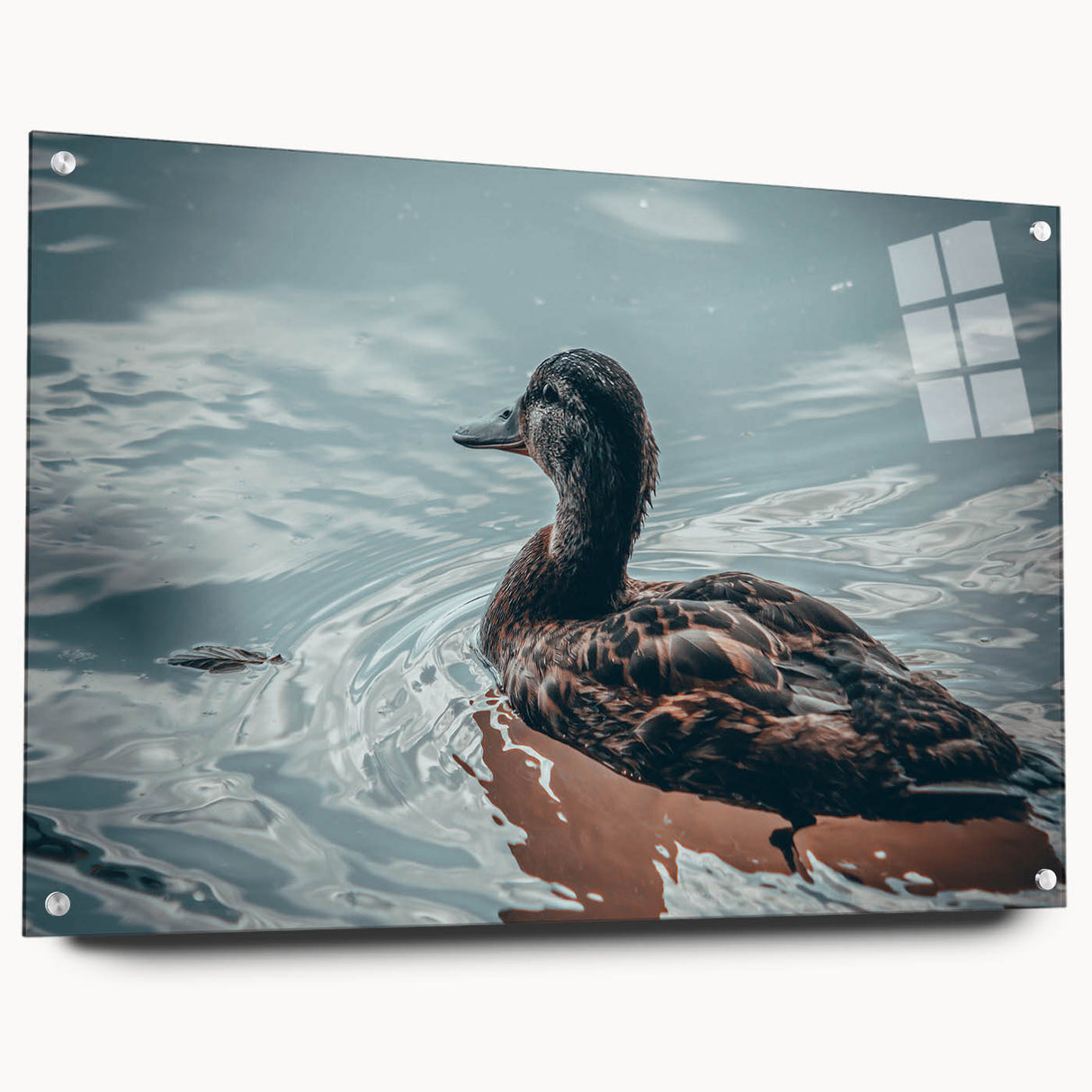 Acrylic glass wall art collection featuring a side view of a duck design, showcasing vibrant colors and intricate details, displayed with pins for easy hanging. Perfect for modern decor enthusiasts seeking unique home accents.