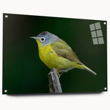Colorful acrylic wall art design showcasing various garden birds, displayed from a side view with decorative pins. Perfect for nature-themed decor.