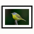 Framed wall art featuring a vibrant garden birds design with a black frame and mat, showcasing colorful bird illustrations ideal for nature lovers and home decor.