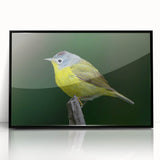 Framed wall art featuring a vibrant garden birds design with a black frame, showcasing colorful bird illustrations and lush foliage, perfect for home decor.