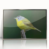 Framed acrylic wall art showcasing colorful garden birds in a vibrant design, featuring a sleek silver frame that enhances the artwork's beauty. Ideal for bird lovers and home decor enthusiasts.