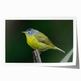 Vibrant rolled print of garden birds wall art, showcasing colorful avian illustrations on a textured background, ideal for home decor enthusiasts.