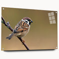 Side view of a vibrant acrylic glass wall art collection featuring garden birds design, showcasing colorful avian illustrations with pin mounting for easy display.
