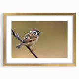 Elegant wall art featuring a collection of colorful garden birds in a gold frame with a mat, perfect for enhancing home decor and adding a touch of nature.