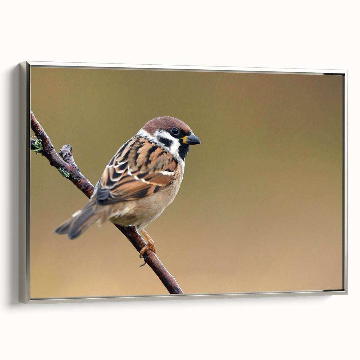 Framed wall art featuring a detailed design of garden birds, showcasing vibrant colors and intricate details, presented in a sleek silver frame, ideal for home decor.