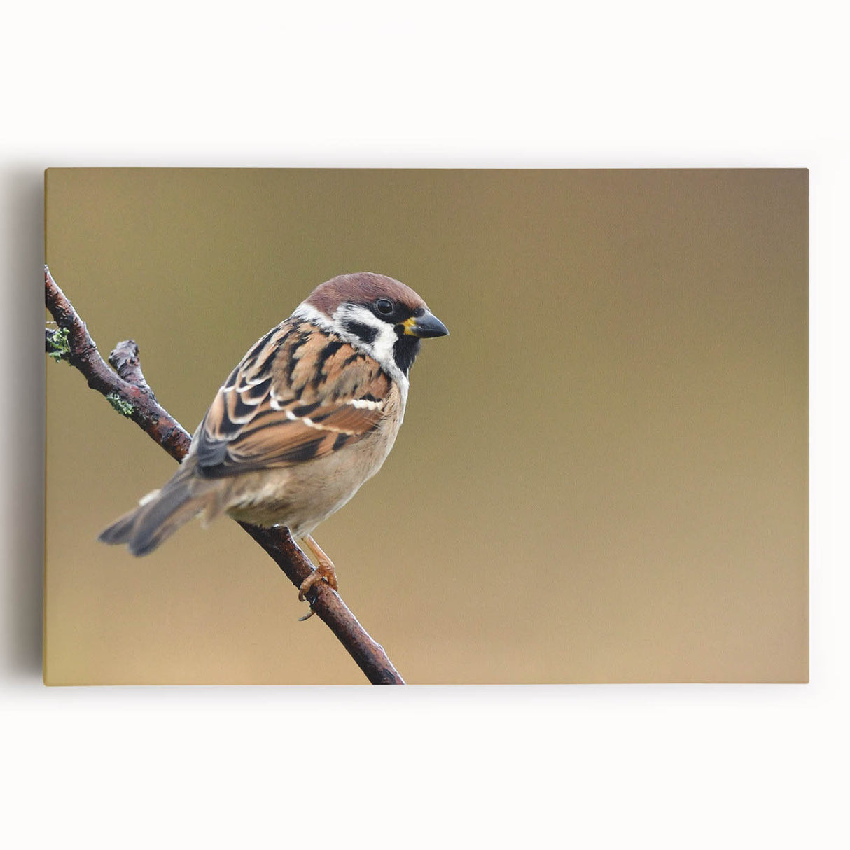 Colorful wall art featuring a collection of various garden birds, printed on stretched canvas with a vibrant design, ideal for home decor enthusiasts.