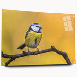 Side view of a modern wall art piece featuring a vibrant garden birds design, elegantly displayed with acrylic glass and decorative pins, ideal for home decor.