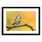 Framed wall art featuring a vibrant garden birds design, showcased with a black frame and white mat, ideal for home decor enthusiasts seeking nature-inspired artwork.