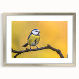 Framed wall art featuring a vibrant collection of garden birds in a silver frame, complete with a mat, ideal for enhancing home decor and nature-themed interiors.