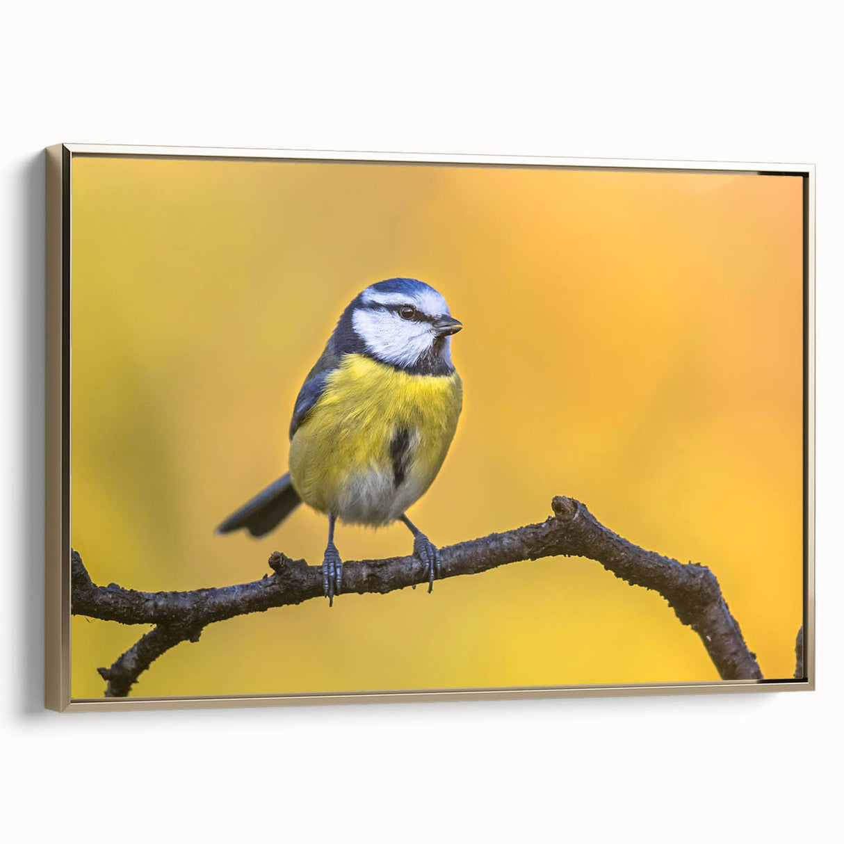 Framed canvas wall art showcasing a vibrant garden bird design, featuring intricate details and a gold frame, ideal for enhancing home decor with nature-inspired aesthetics.