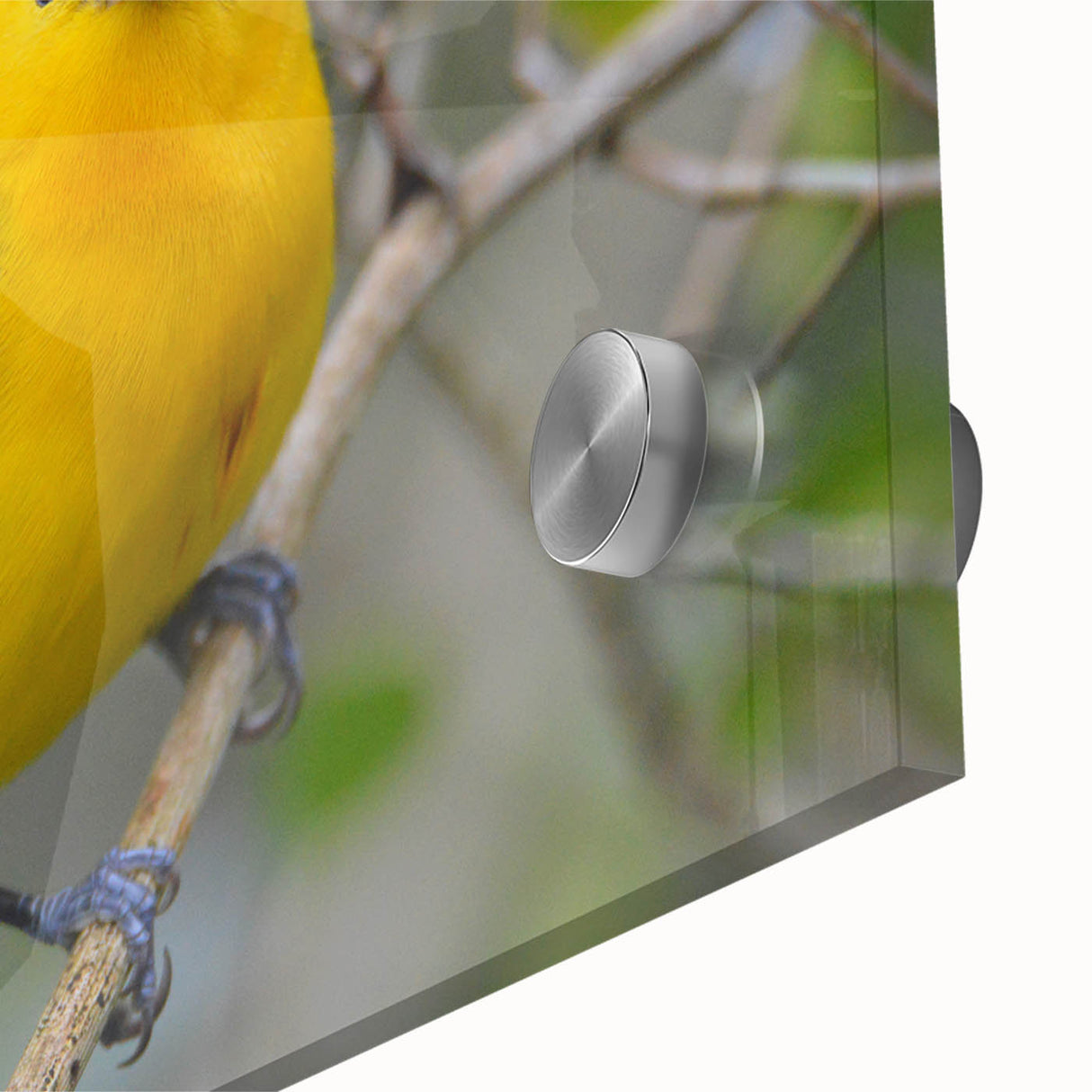 Close-up of a vibrant garden birds wall art piece featuring colorful illustrations of various birds on acrylic glass, perfect for enhancing home decor with nature-inspired design.