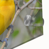 Close-up of a vibrant garden birds wall art piece featuring colorful illustrations of various birds on acrylic glass, perfect for enhancing home decor with nature-inspired design.