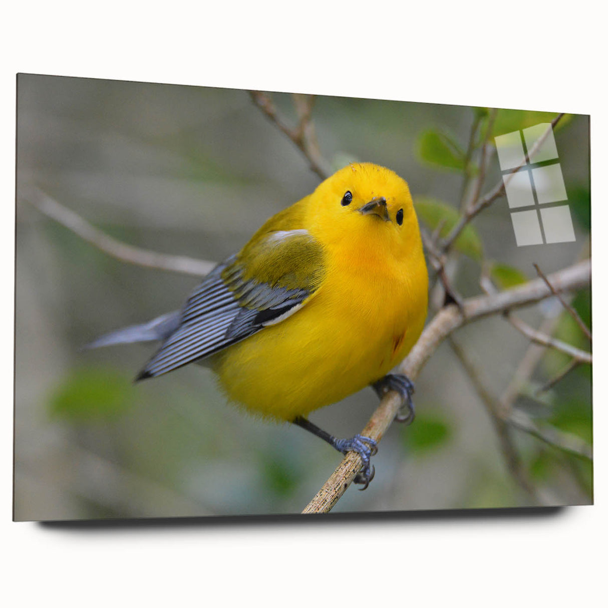 Colorful acrylic wall art collection showcasing various garden birds, displayed in a sleek glass frame, emphasizing vivid designs and intricate details. Ideal for nature enthusiasts and home decor lovers.