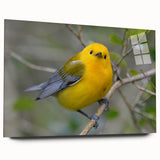 Colorful acrylic wall art collection showcasing various garden birds, displayed in a sleek glass frame, emphasizing vivid designs and intricate details. Ideal for nature enthusiasts and home decor lovers.