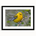 Black-framed wall art featuring a vibrant collection of garden birds in a colorful design. Perfect for nature enthusiasts, this stylish decor adds charm to any interior space.