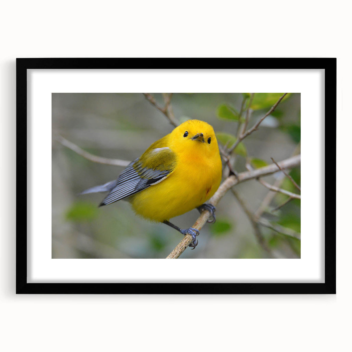 Black-framed wall art featuring a vibrant collection of garden birds in a colorful design. Perfect for nature enthusiasts, this stylish decor adds charm to any interior space.
