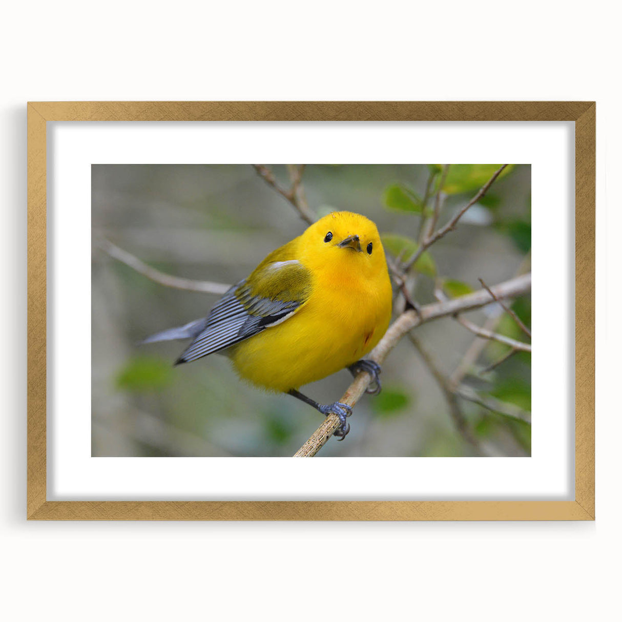 Gold-framed wall art collection showcasing vibrant garden birds design with matting, ideal for home decor, capturing nature's beauty in a stylish presentation.