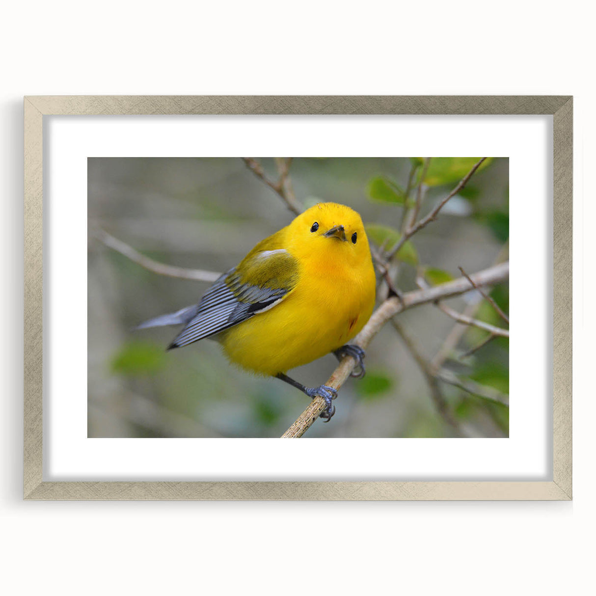 Framed wall art collection featuring colorful garden birds design with a silver mat, ideal for home decor. Perfect for nature lovers and vibrant interiors.