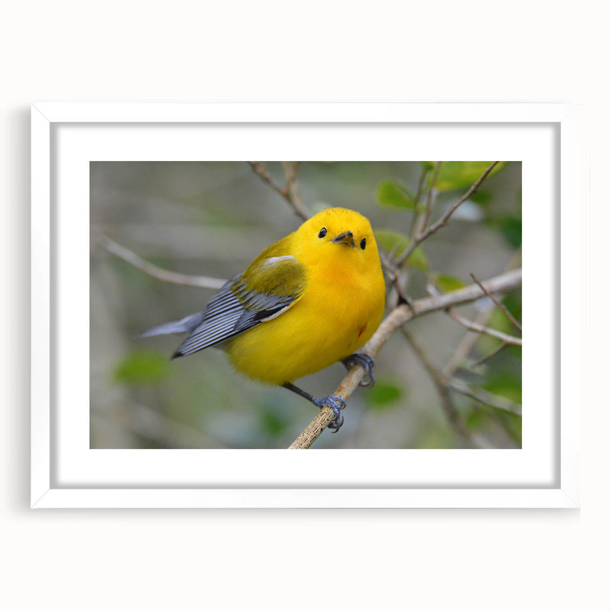 Framed wall art featuring a vibrant garden birds design with a white mat, ideal for home decor. Perfect for bird enthusiasts and nature lovers.