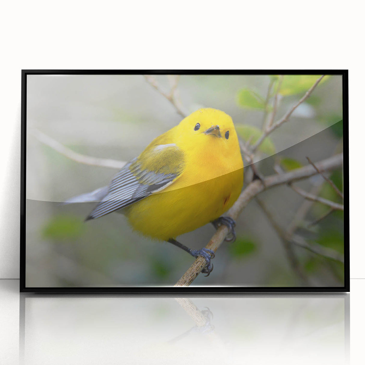 Framed acrylic wall art showcasing a vibrant garden bird design, featuring detailed illustrations of various birds in a colorful natural setting, ideal for home decor.