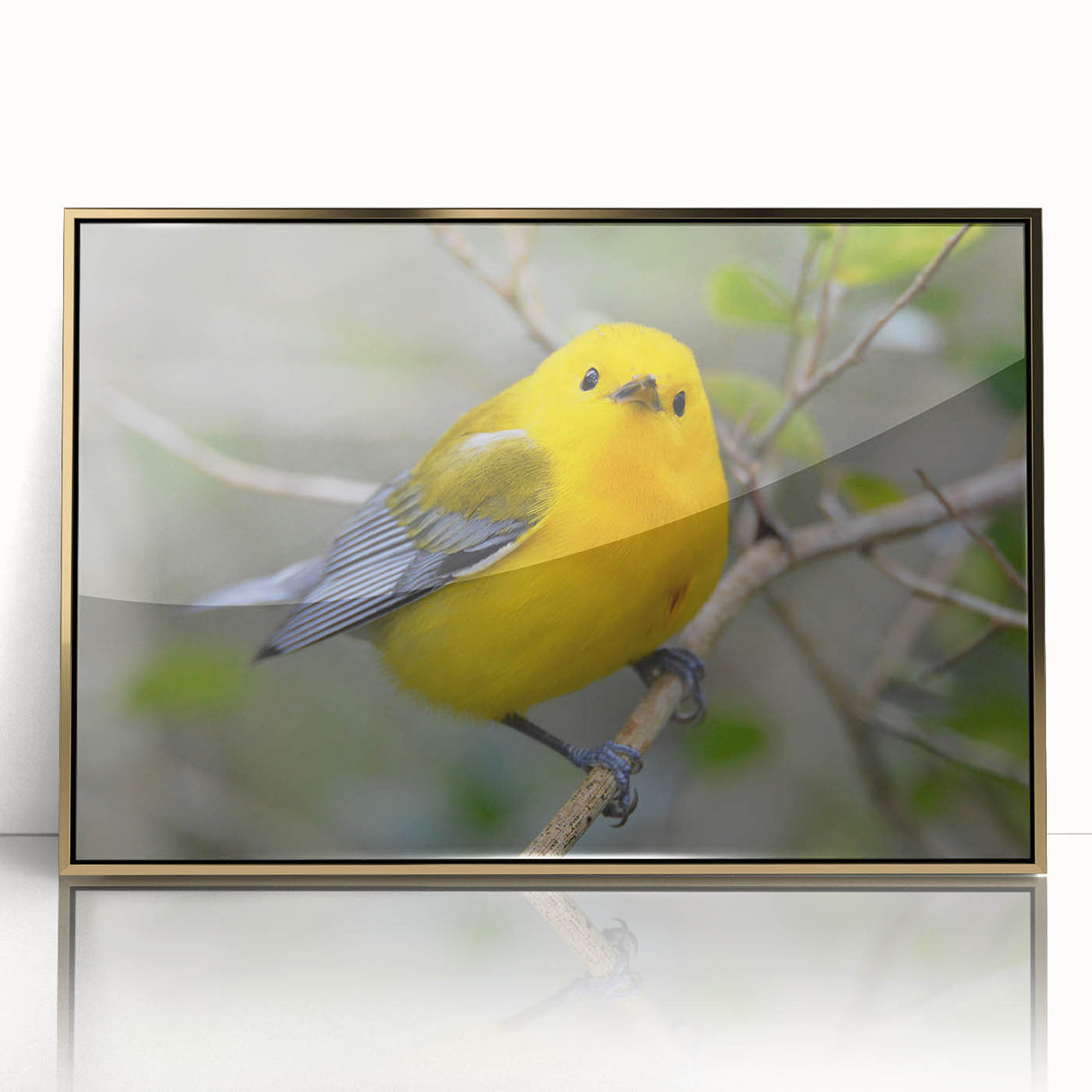 Framed wall art showcasing a vibrant garden bird design with gold accents, perfect for home decor. The piece features intricate details and bright colors, adding a lively touch to any room.